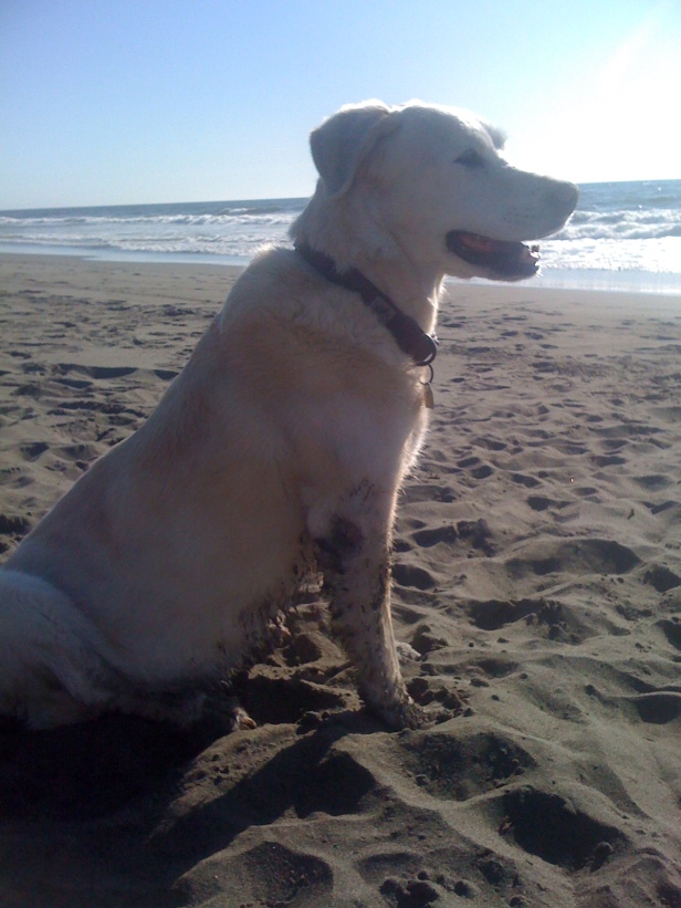 I took no surf photos (again), but the day stayed nice and we returned to the beach, Sandy and I.